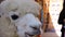 A Footage of hungry white cute alpaca eating a carrot stick from people hand.