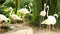 Footage insert of group of flamingo in zoo area with green leaf and pool