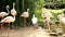 Footage insert of group of flamingo in zoo area with green leaf and pool