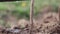 Footage of the irrigation of raspberries used on an organic farm, the focus moves from the drop to the raspberry stalk