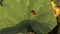 Footage of ladybug walking on green leaf
