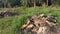 Footage of land clearance of oil palm land where trees were cut for drying and pile to be burned.