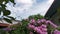 Footage of the pinky white garlicvine flower garden.