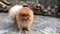 Footage Of Pomeranian Spitz On Stone Walkway 