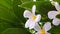 A footage of raining through lovely white Plumeria flower at a botanical garden.