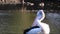 A footage shows how Australian white Pelican cleaning and scratching itself, at Cook river, Sydney, Australia.