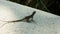 Footage of a small brown lizard standing on a white concrete bench surrounded by lush green trees and plants