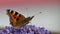 Footage of the small tortoiseshell butterfly  Aglais urticae