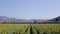 Footage of a Sunflower field landscape view with a camera tilt movement