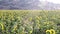 Footage of a Sunflower field landscape view with a camera tilt movement