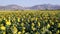 Footage of a Sunflower field landscape view with a camera tilt up movement