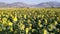 Footage of a Sunflower field landscape view with a camera tilt up movement