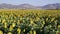 Footage of a Sunflower field landscape view with a camera tilt up movement