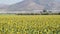 Footage of a Sunflower field landscape view with a camera tilt up movement