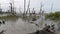 Footage of the swampy beach where mangrove forest is dying.