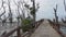 Footage of the swampy beach where mangrove forest is dying.