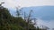 Footage taken from a cable car across a large wooded forest area on the Japanese Island of Miyajima.