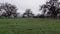 Footage of three large oak trees on a ranch turning rain