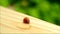 Footage of a tiny ladybug drinking water droplet on the wooden table