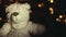 Footage of toy bear construction centimetre dark background