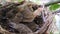 A footage of two Brown haired sparrow baby bird sleeping in its nest at a garden in Thailand.