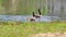 footage of two canadian geese swimming across the rippling waters of a lake with several yellow goslings and lush green trees