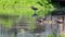 footage of two canadian geese swimming across the rippling waters of a lake with several yellow goslings and lush green trees