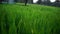 footage video of lush green plants of Triticum with attractive green ears. New growing fresh organic plant of Rye