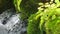 footage of a waterfall surrounded by lush green trees, plants and moss in a greenhouse at the Tennessee Aquarium