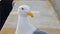 footage of a white and black seagull standing on a wall with a yellow beak at Ocean Beach in San Francisco California