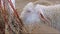 A Footage of white cute Angora goat eating a Straw.