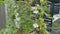 Footage of the wild passiflora foetida plant