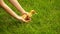 Footage woman holding a little duckling in his hands and lets him go on the green grass.