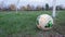 A football on the goal line of a muddy football pitch