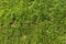 Football lawn - Soccer closeup detail wallpaper texture