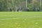 On a football practise and on a green field on a rainy, cold and grey Autumn afternoon with soccer players on a background