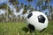 Football Soccer Ball Brazilian Palm Trees Grass