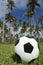 Football Soccer Ball Brazilian Palm Trees Grass