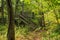 Footbridge on the Appalachian Trail