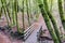 Footbridge in California Bay Laurel Forest.