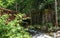 Footbridge Crossing Catawba River along Trail