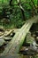 Footbridge in forest