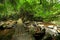 Footbridge in forest