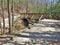 Footbridge over Big Sandy Creek at Stone Mountain State Park