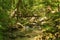 Footbridge over a Wild Mountain Trout Stream