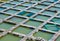 Footbridges at fish breeding farm, Vietnam