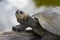 Footed tortoise in the Bolivian jungle in Rurrenabaque, Bolivia