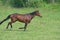 Footfall sequence, galloping mare, 1-5