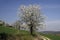 Foothpath with cherry trees, Germany