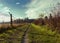 Foothpath covered with green vibrant grass